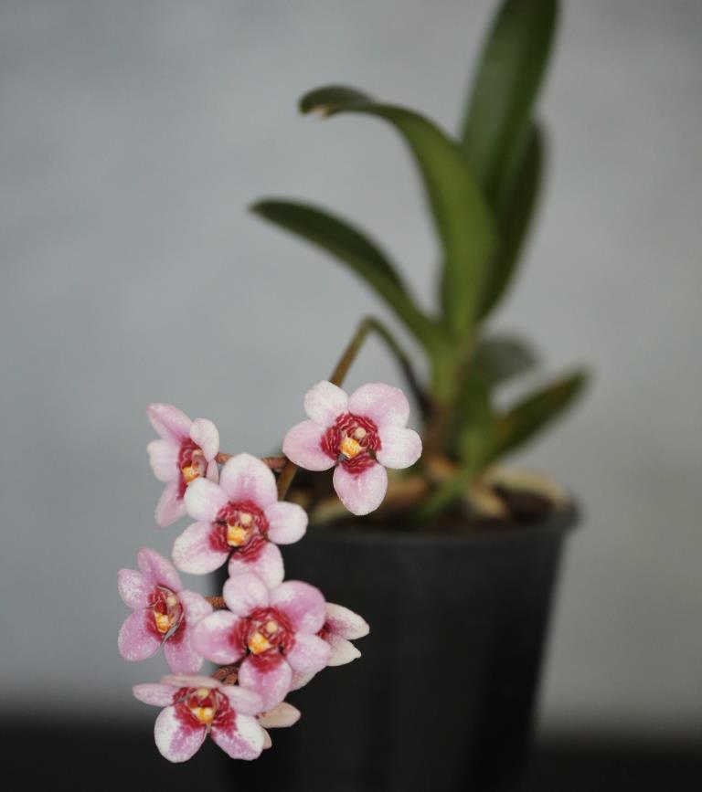 Sarcochilus Kulnura Absolute - photo 2