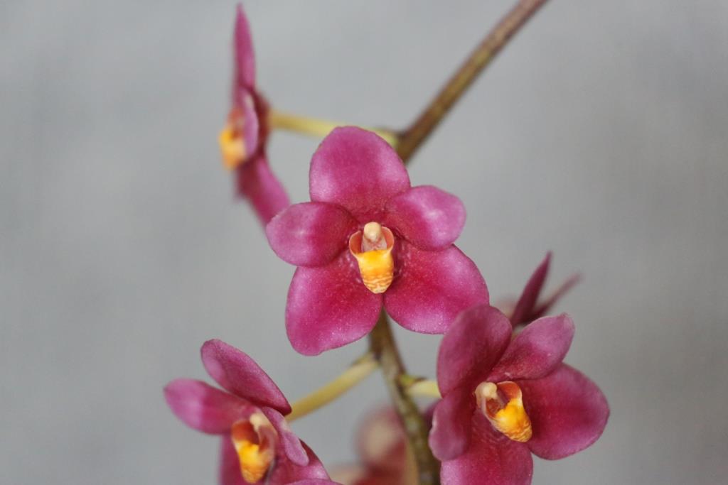 Sarcochilus Allure - HCC/AOC