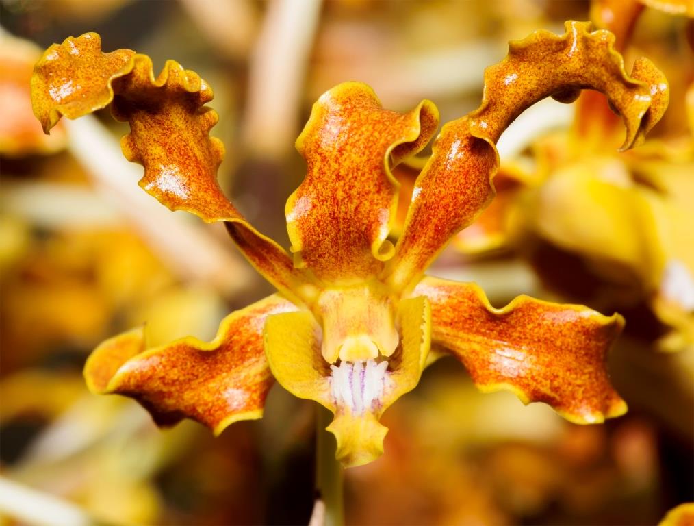 Dendrobium discolor subsp. discolor - HCC/AOC