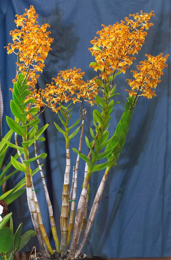 Dendrobium discolor subsp. discolor - photo 2