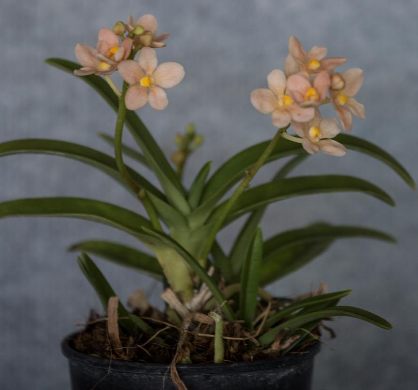 Sarcochilus Fizzy Dove - photo 2