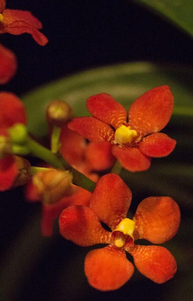 Sarcochilus Kulnura Kaleidescope - AD/AOC