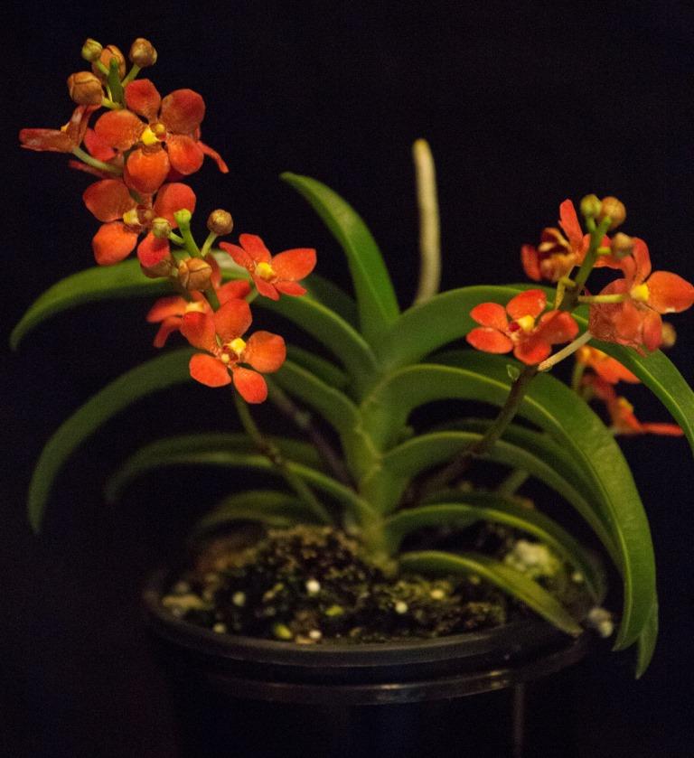 Sarcochilus Kulnura Kaleidescope - photo 2