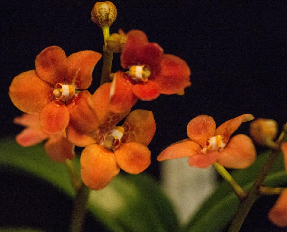 Sarcochilus Kulnura Kaleidescope