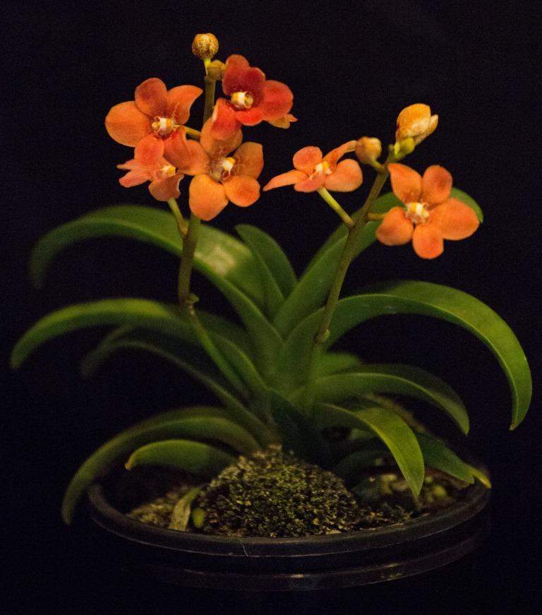 Sarcochilus Kulnura Kaleidescope - photo 2