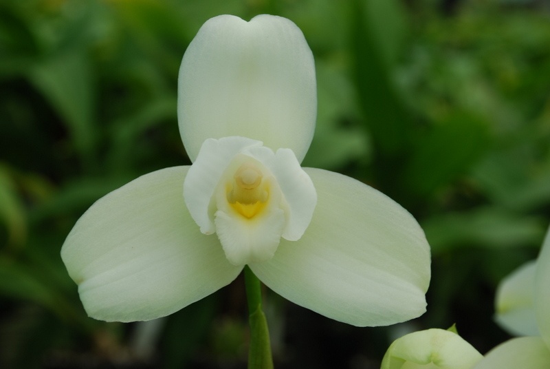 Lycaste Macama - AM/AOC