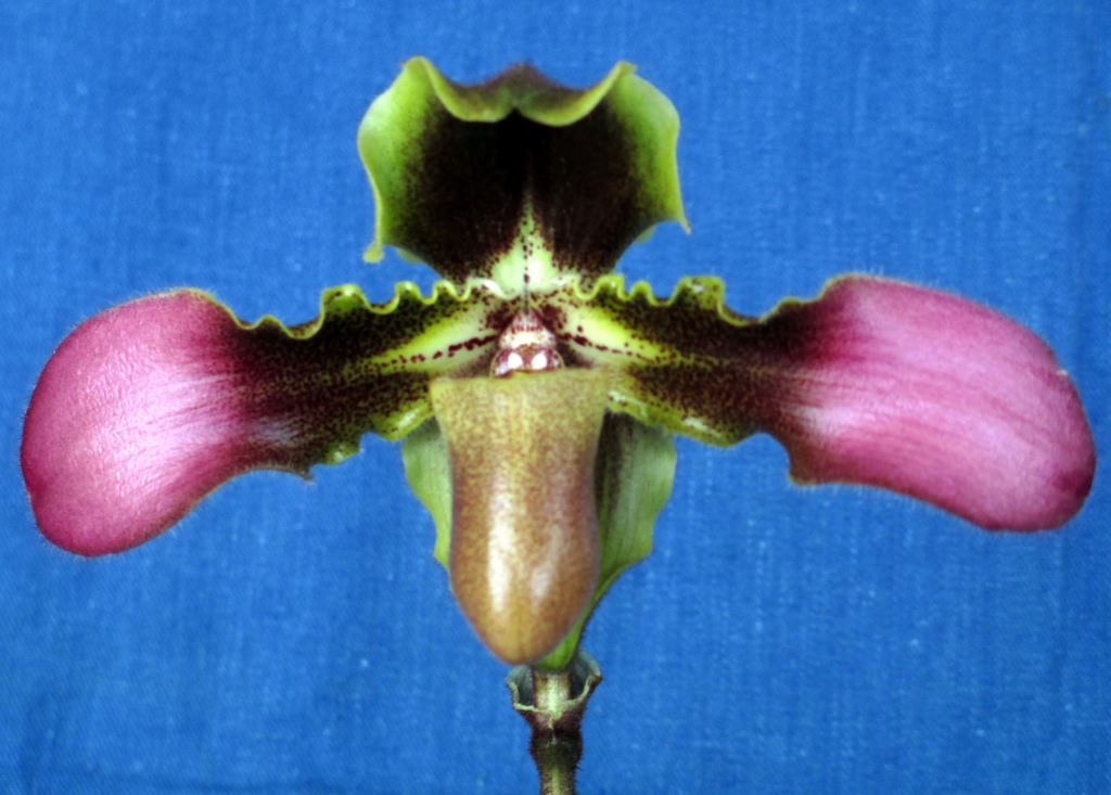 Paphiopedilum hirsutissimum - AM/AOC