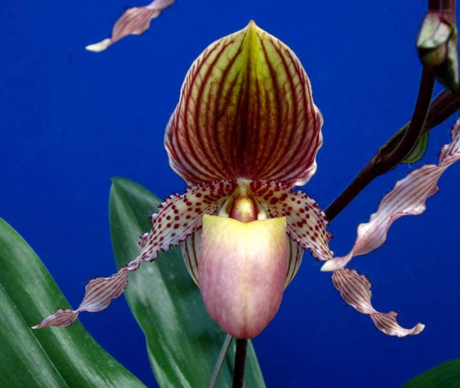 Paphiopedilum Mary Franz Smith