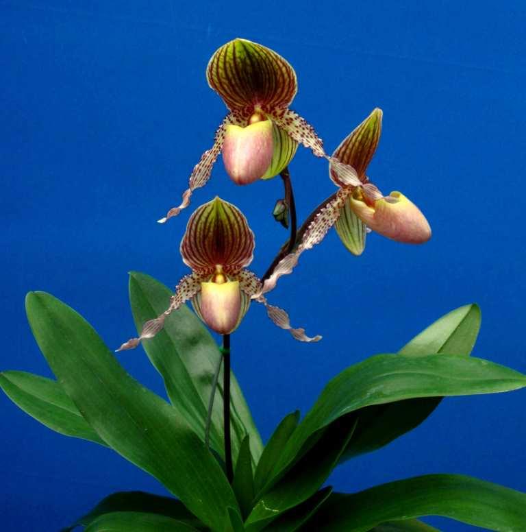 Paphiopedilum Mary Franz Smith - photo 2