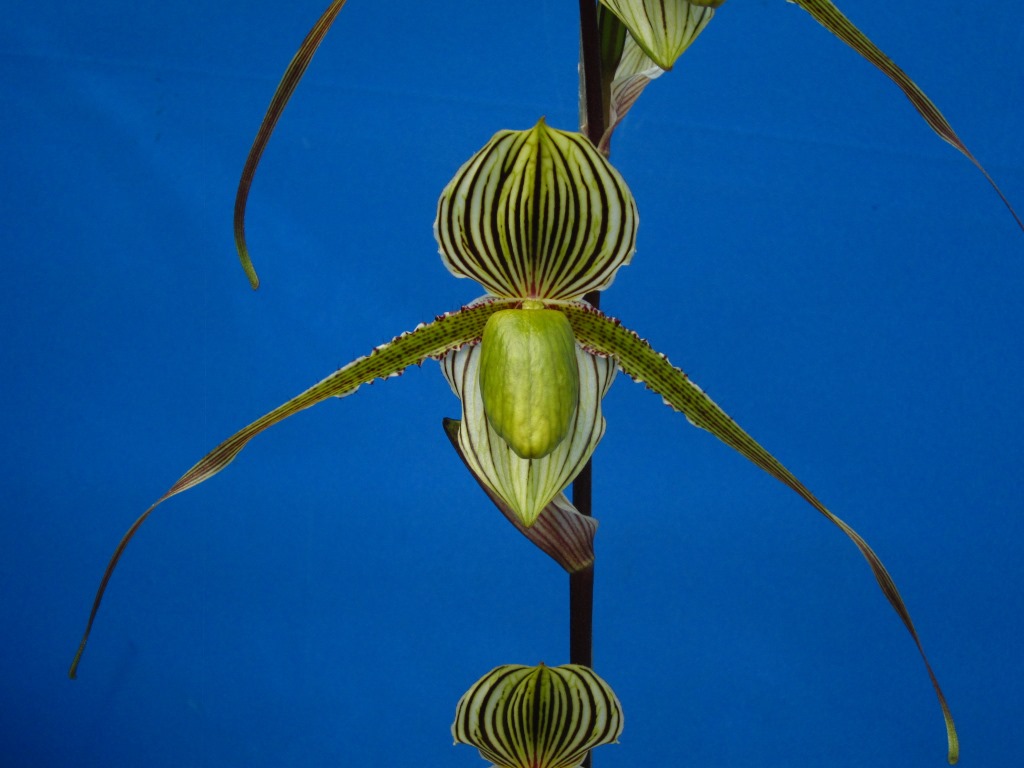 Paphiopedilum Saint Swithin - HCC/AOC