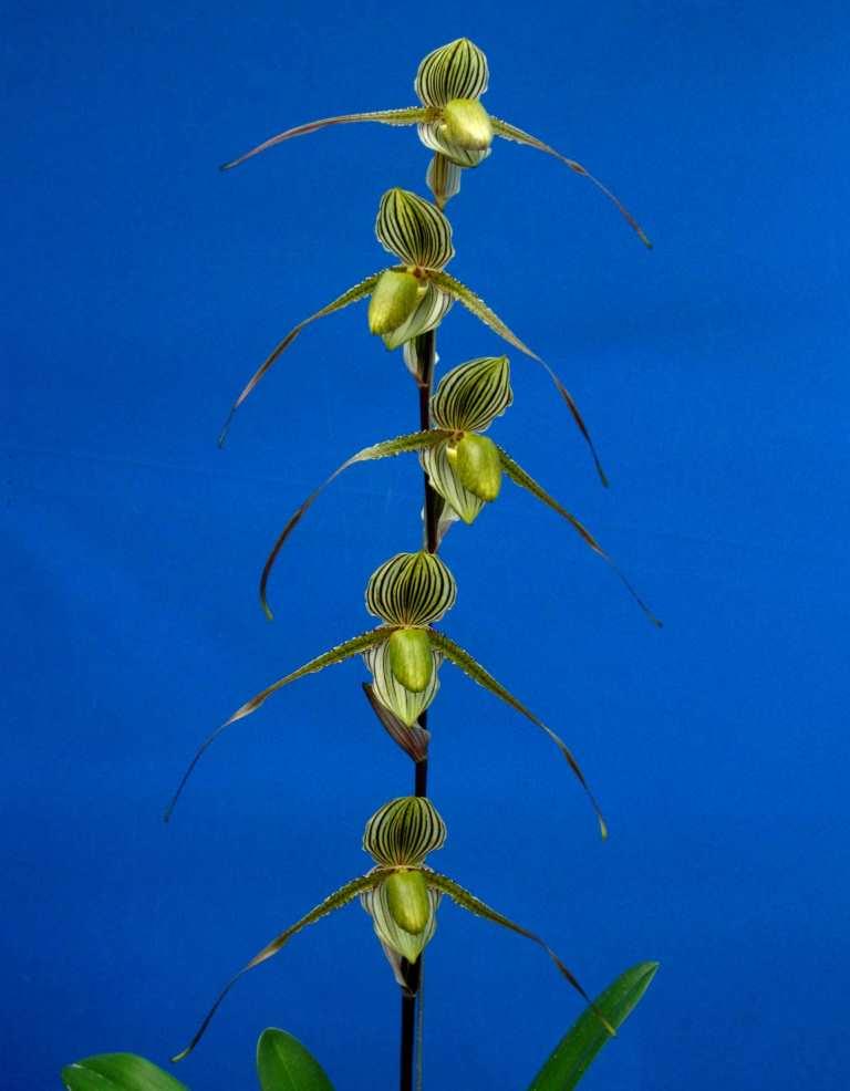 Paphiopedilum Saint Swithin - photo 2