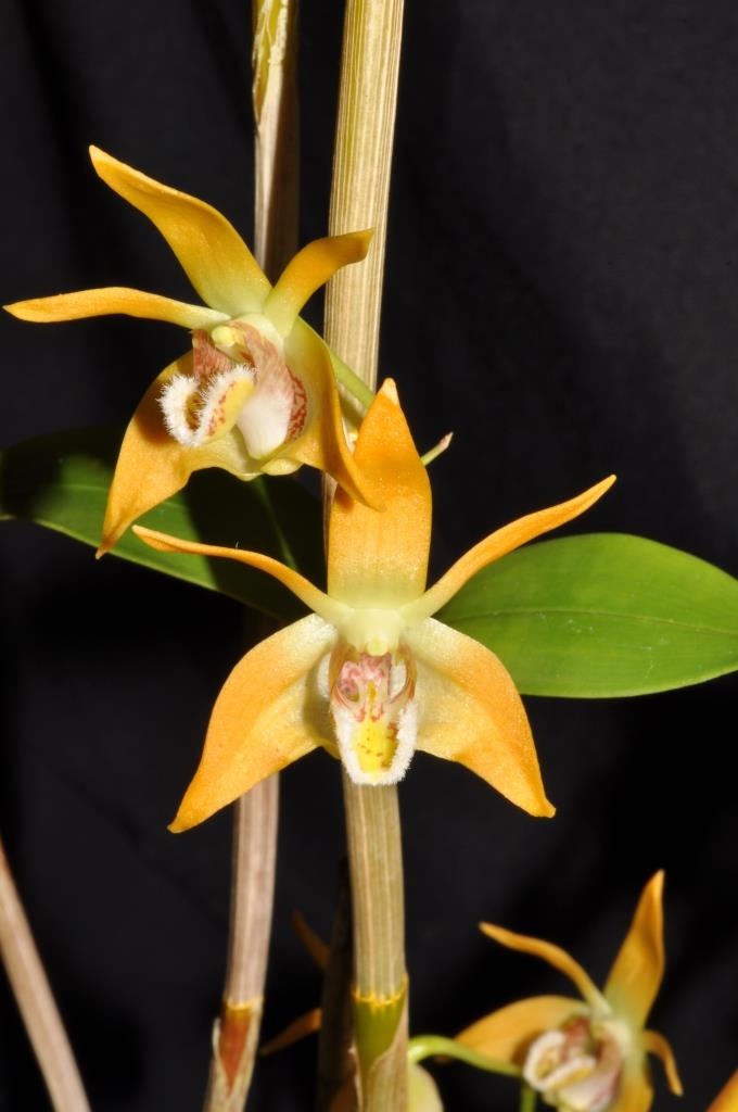 Dendrobium fleckeri - HCC/AOC