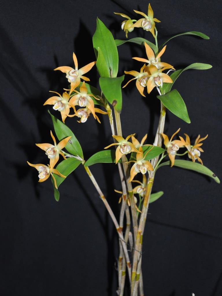 Dendrobium fleckeri - photo 2