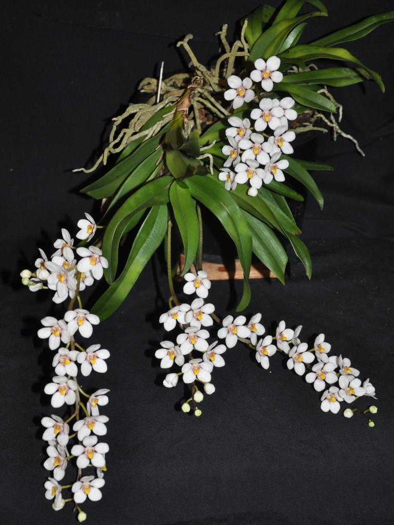 Sarcochilus Duno Judilly 'Tozer's Light' - photo 2