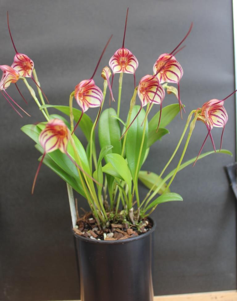 Masdevallia Bright Spice - photo 2