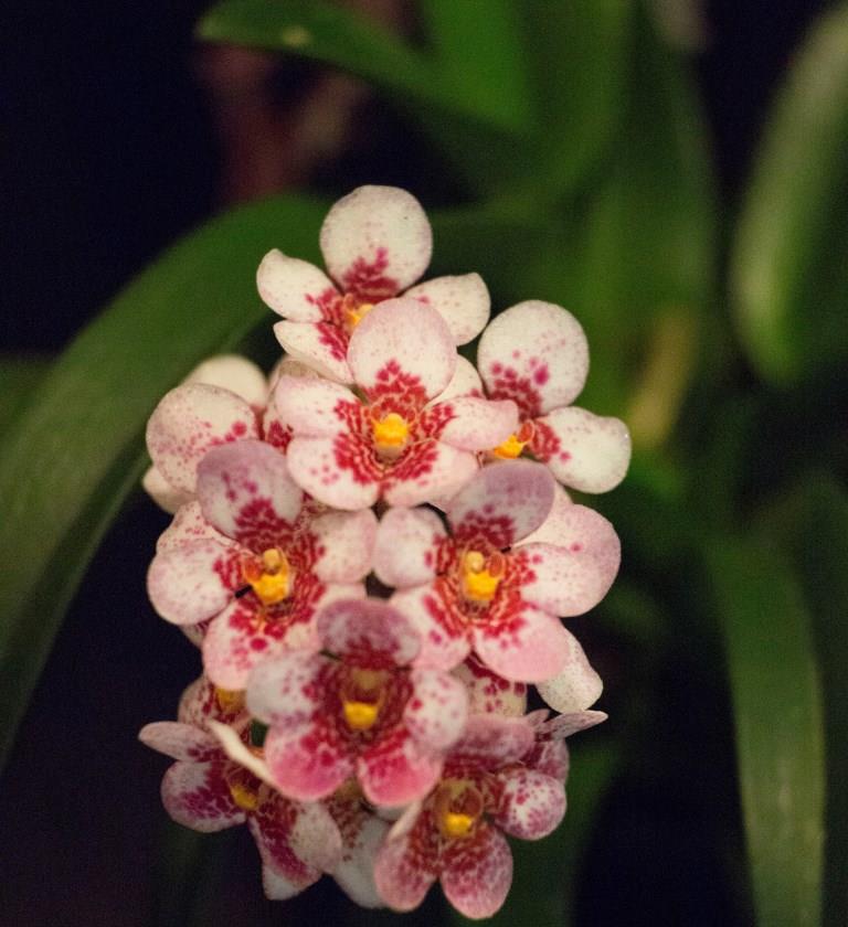 Sarcochilus Lucky Charm