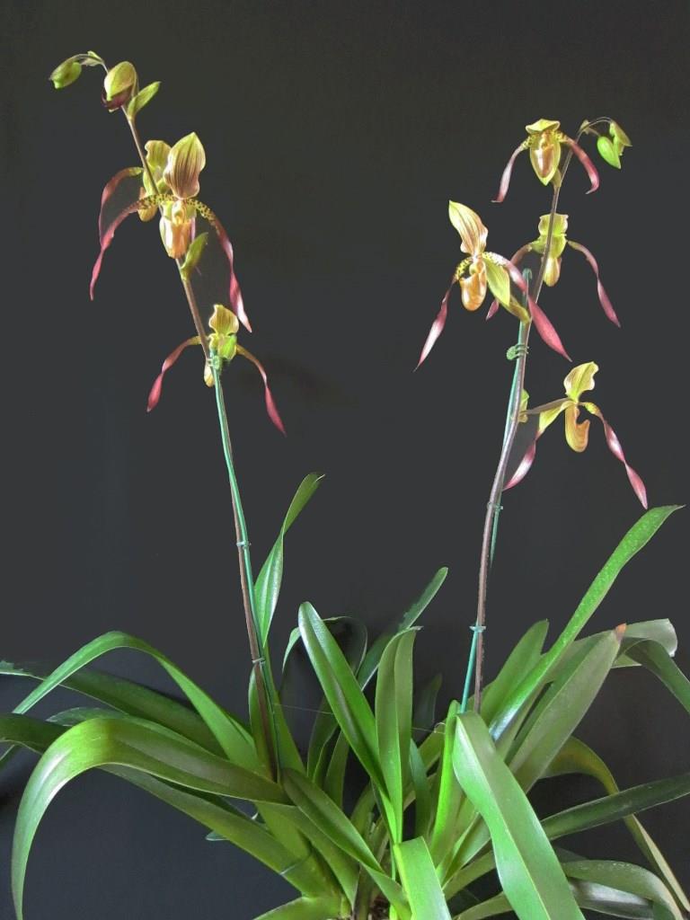 Paphiopedilum Berenice 'Lan's Love' - photo 2