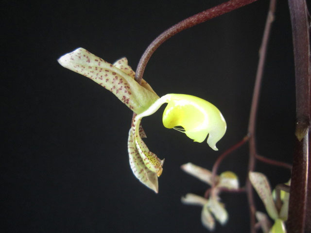 Gongora truncata - HCC/AOC