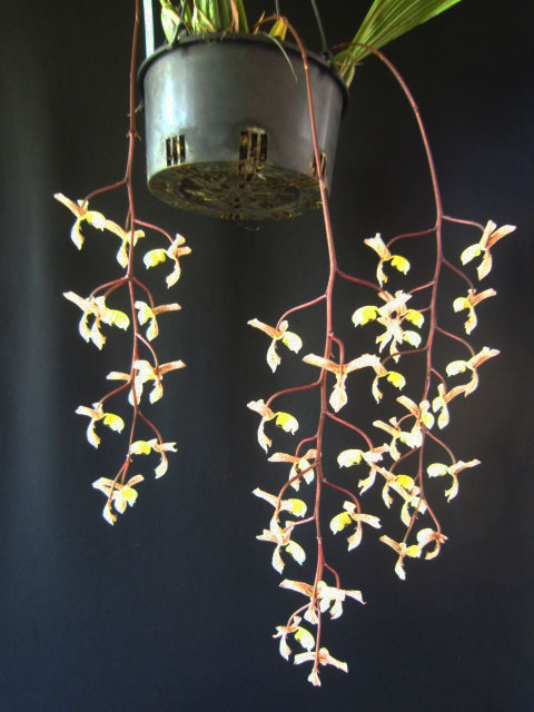 Gongora truncata - photo 2