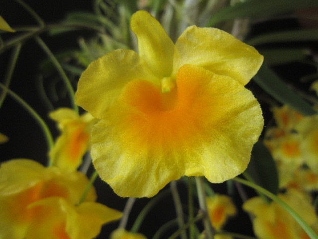 Dendrobium lindleyi - AM/AOC