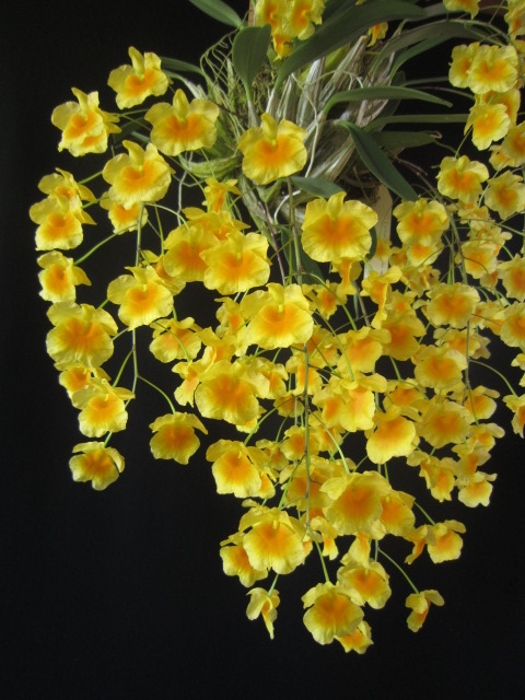 Dendrobium lindleyi - photo 2