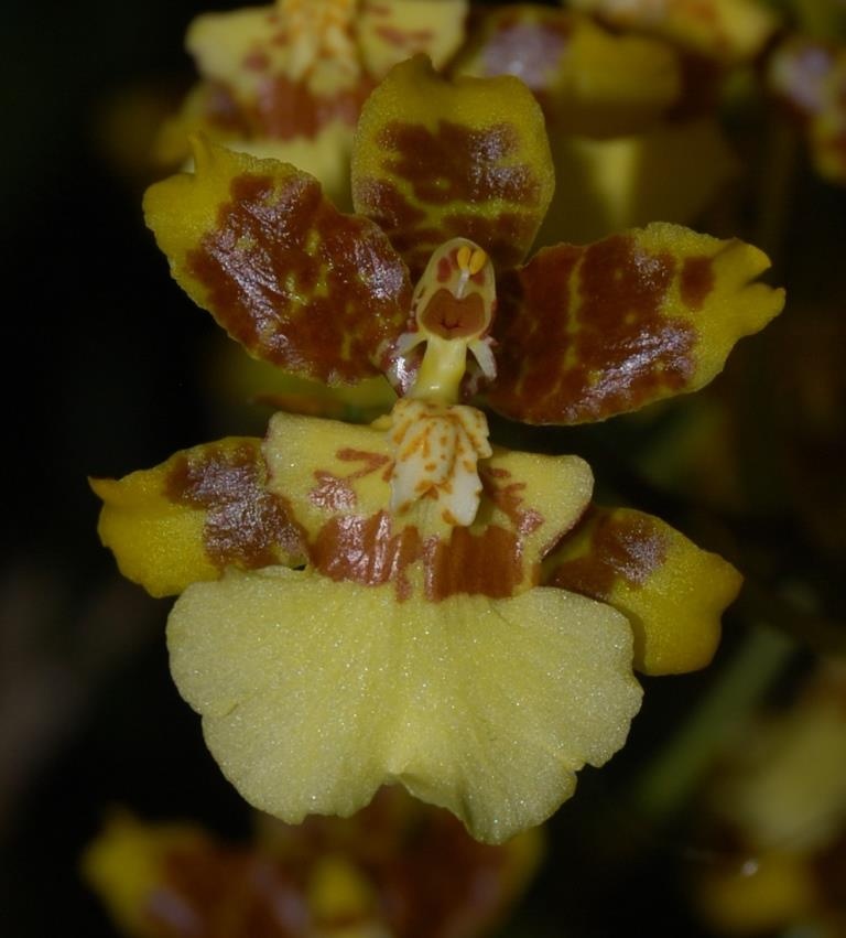 Oncidium sphacelatum