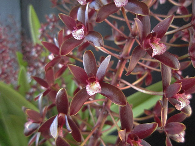Cymbidium canaliculatum