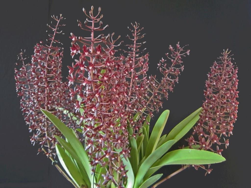 Cymbidium canaliculatum - photo 2