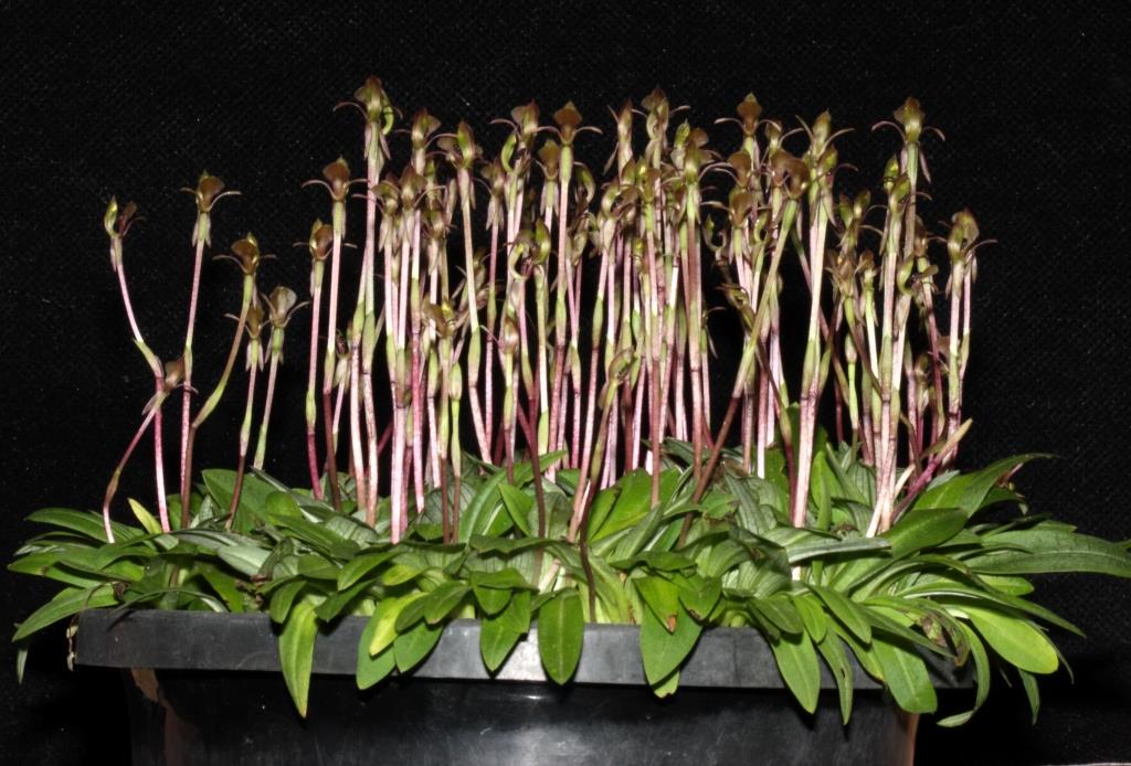 Chiloglottis trapeziformis