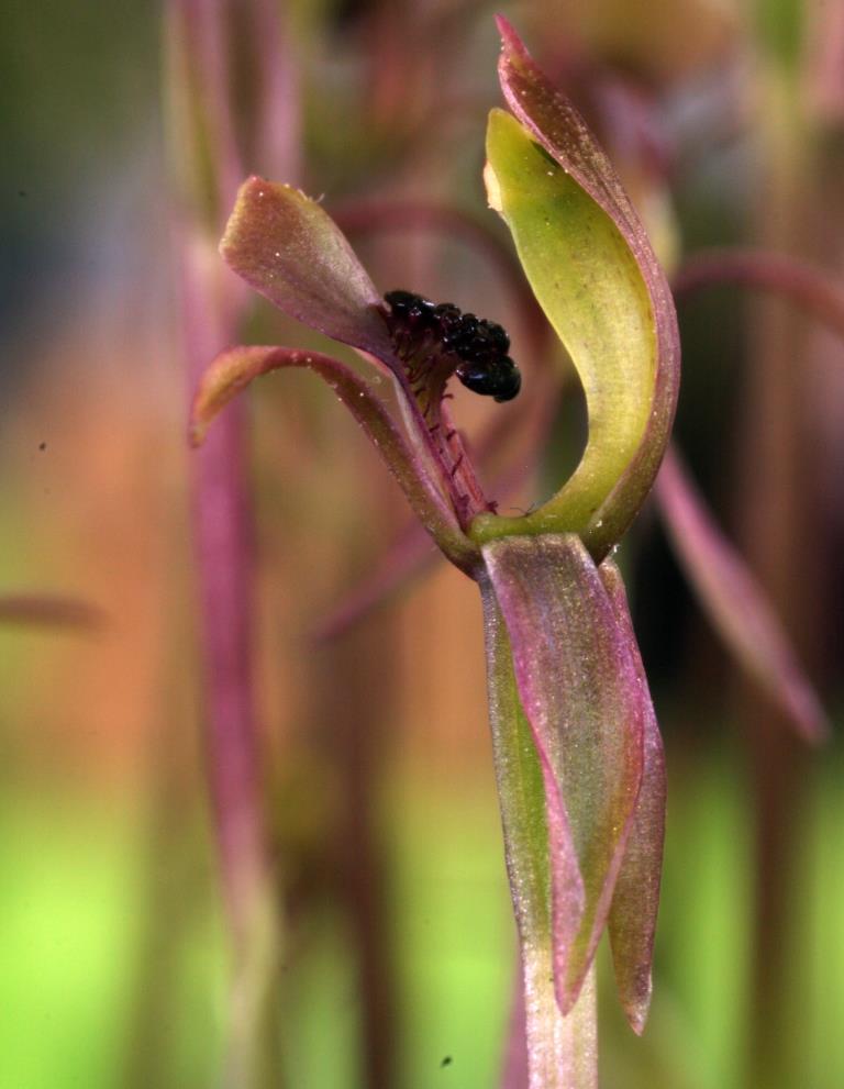 Chiloglottis trapeziformis - photo 2