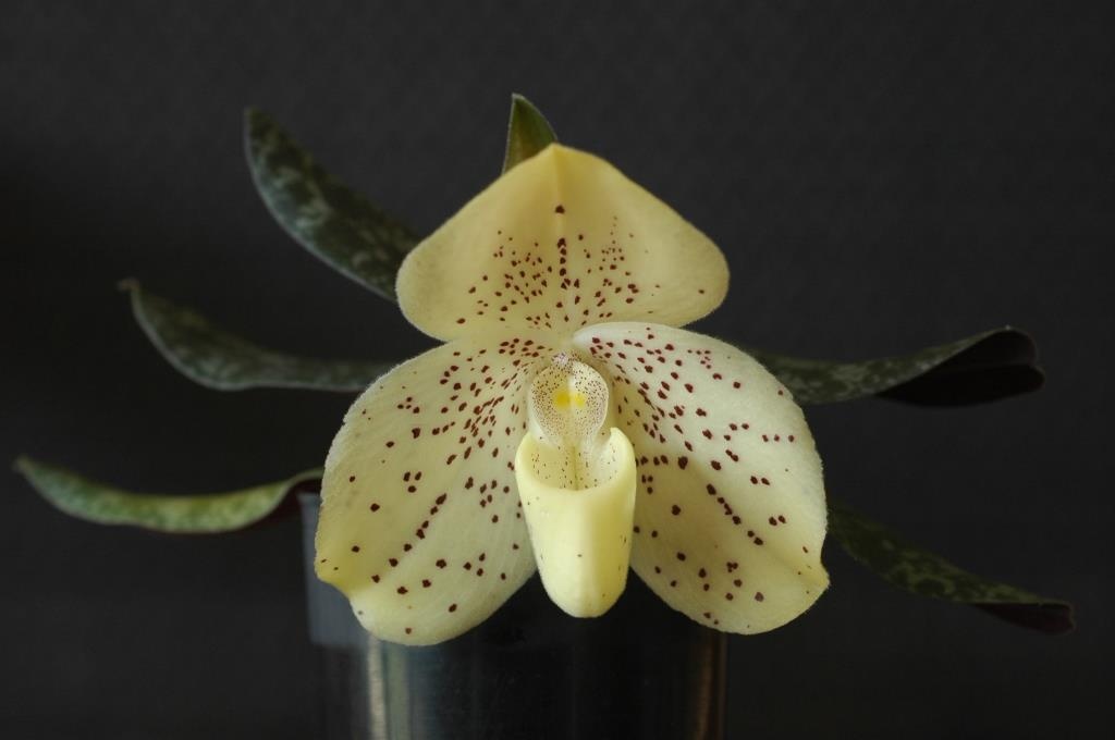 Paphiopedilum wenshanense - HCC/AOC