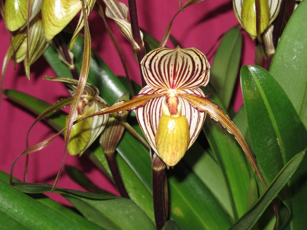 Paphiopedilum Saint Swithin - AM/AOC