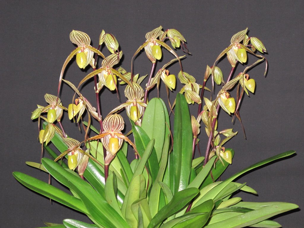 Paph Saint Swithin