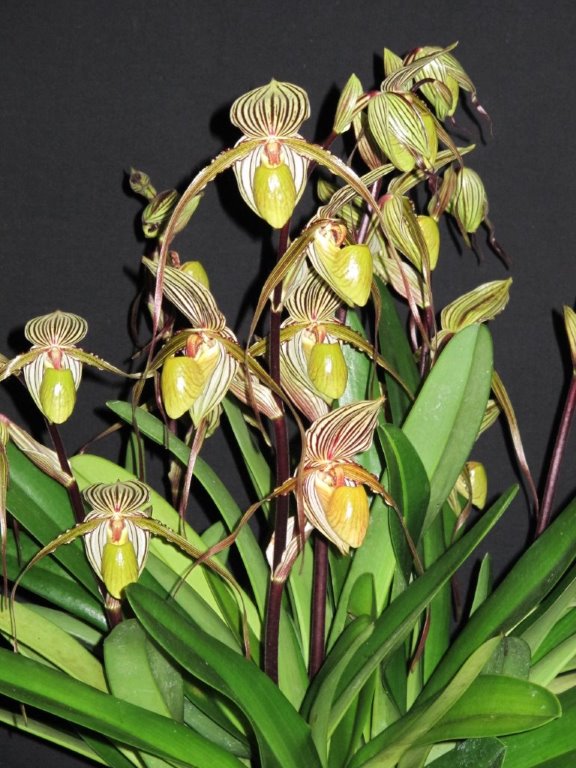 Paphiopedilum Saint Swithin - photo 2