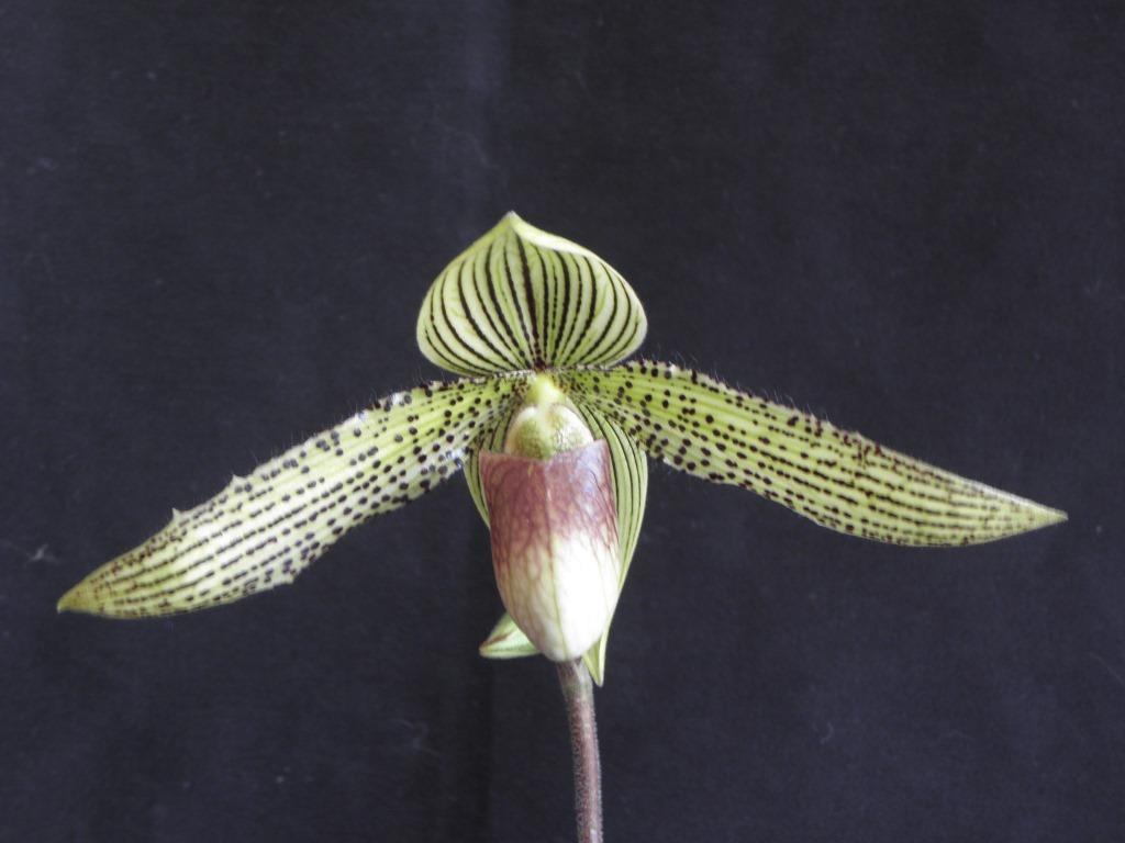 Paphiopedilum Phillip Ruggiero