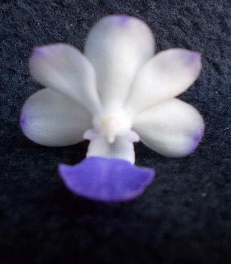 Rhynchostylis coelestis - HCC/AOC