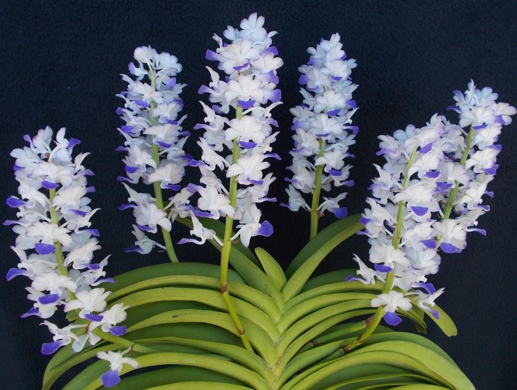Rhynchostylis coelestis - photo 2