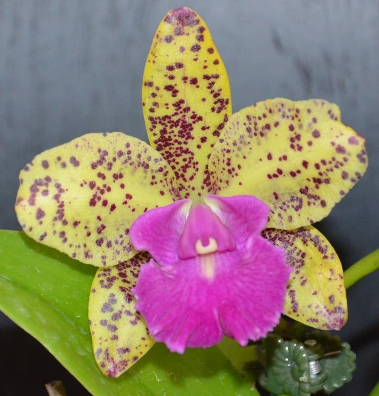 Cattlianthe Memoria Evelyn Paquette