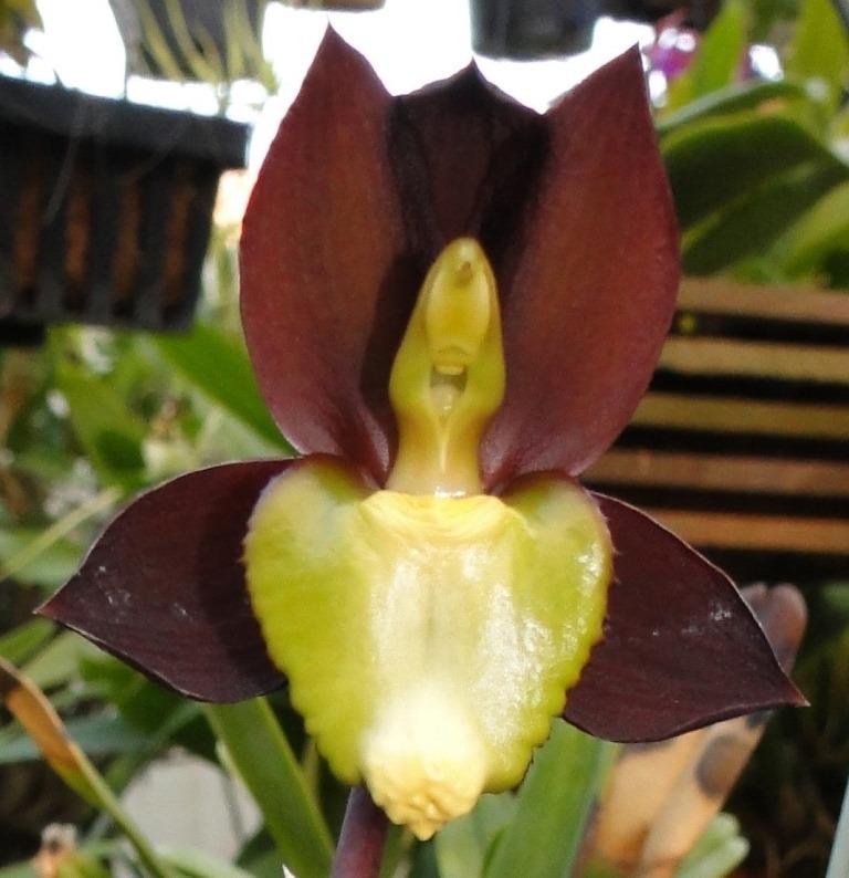 Catasetum tenebrosum - HCC/AOC