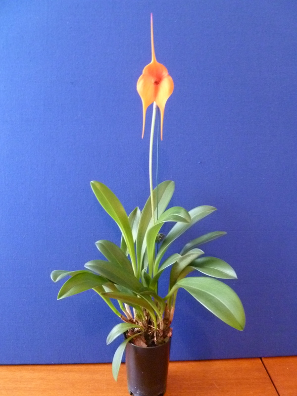 Masdevallia Orinoco - photo 2