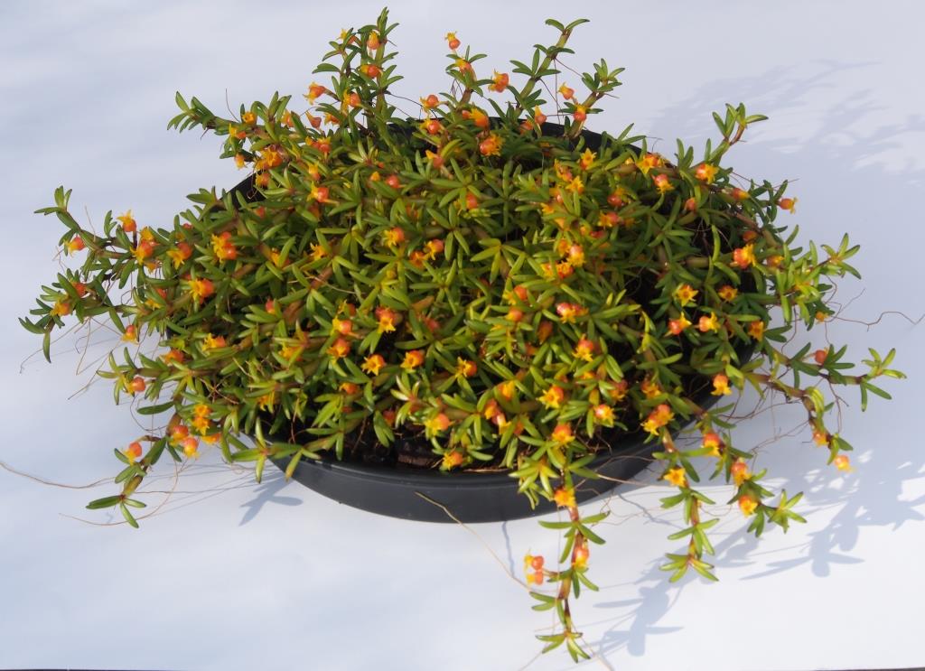 Mediocalcar decoratum