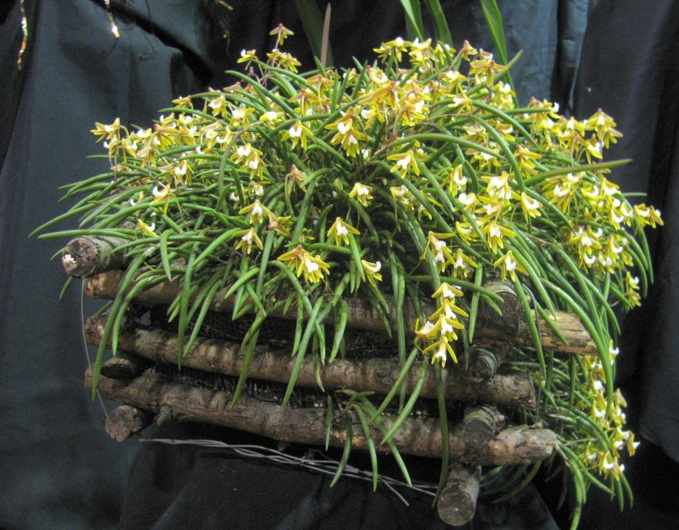 Dendrobium striolatum