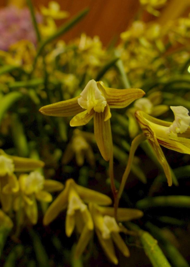 Dendrobium striolatum - photo 2