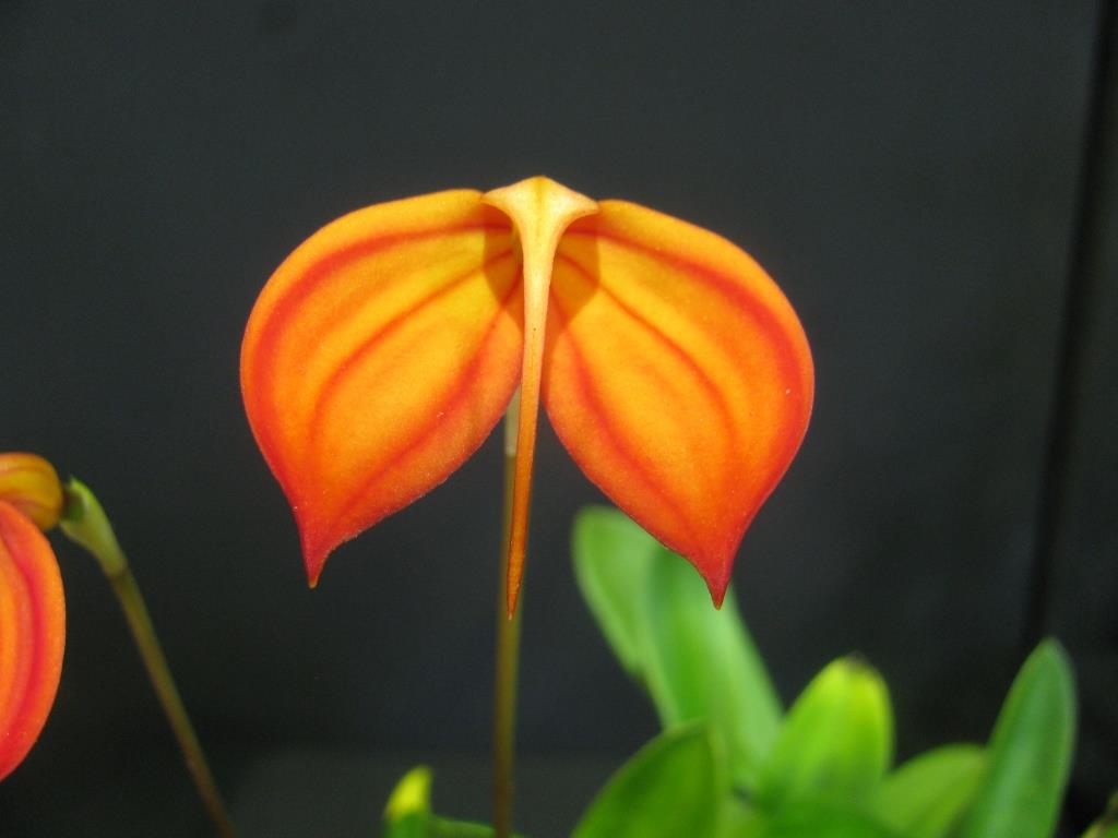 Masdevallia ignea