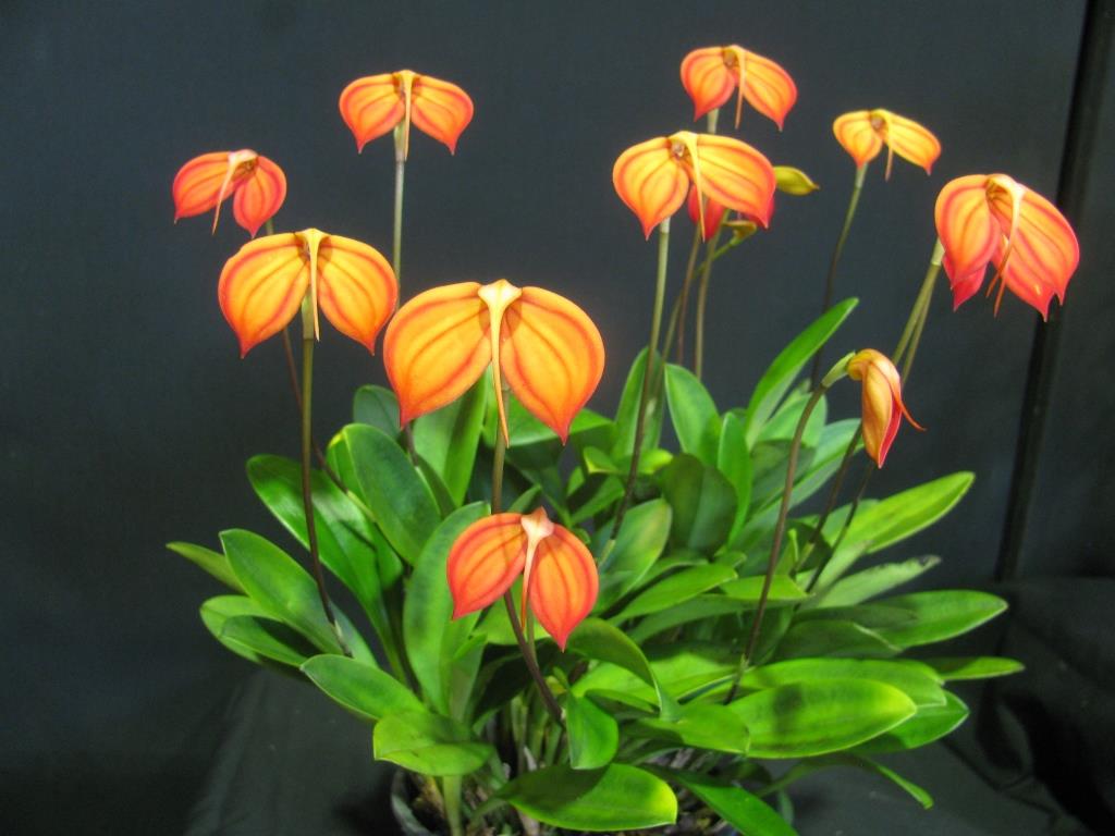 Masdevallia ignea - photo 2