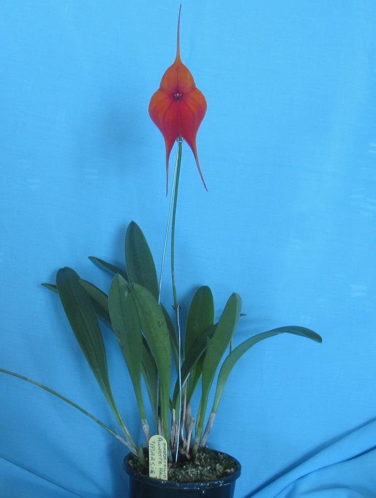 Masdevallia Annette Hall - photo 2