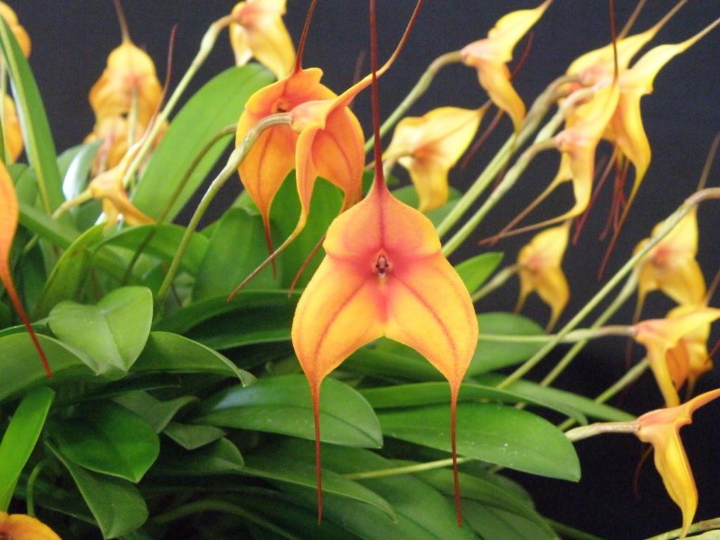 Masdevallia Copper Angel - photo 2
