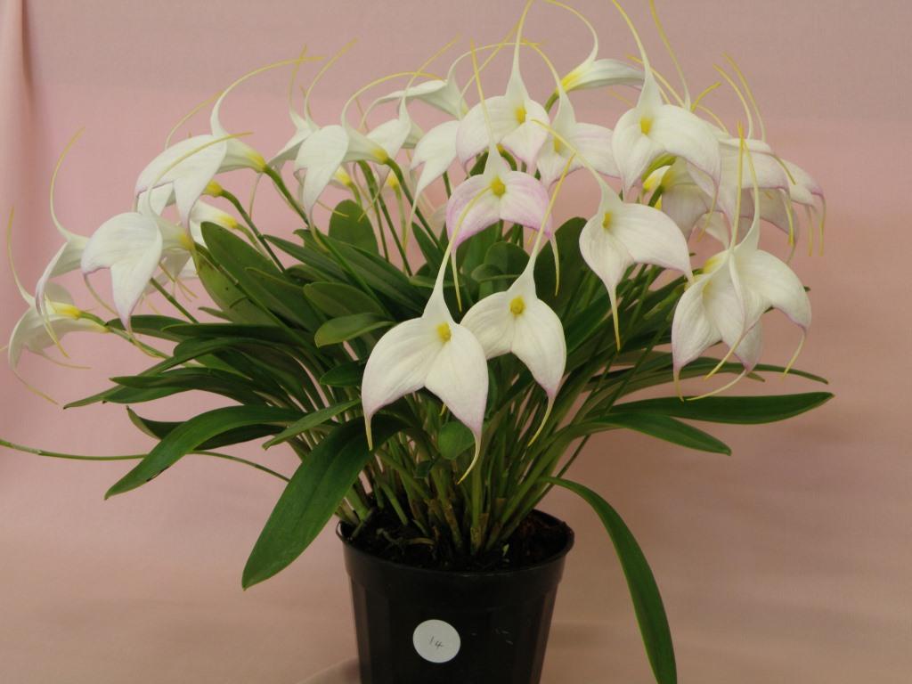 Masdevallia Bella Donna - photo 2