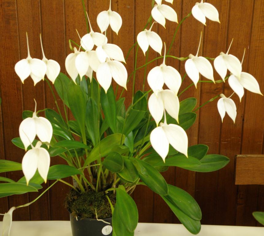Masdevallia coccinea