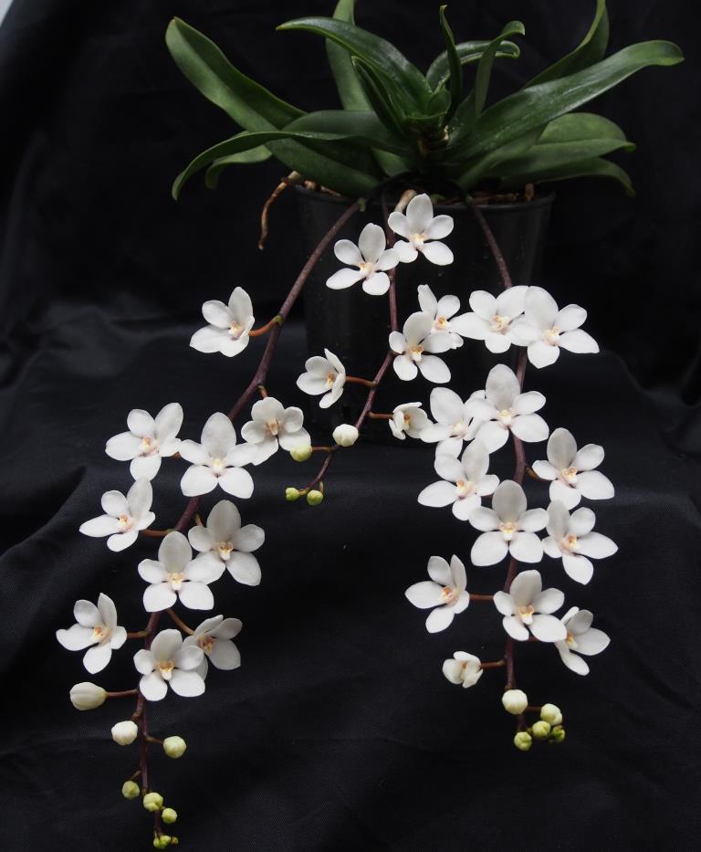 Sarcochilus Judith - photo 2